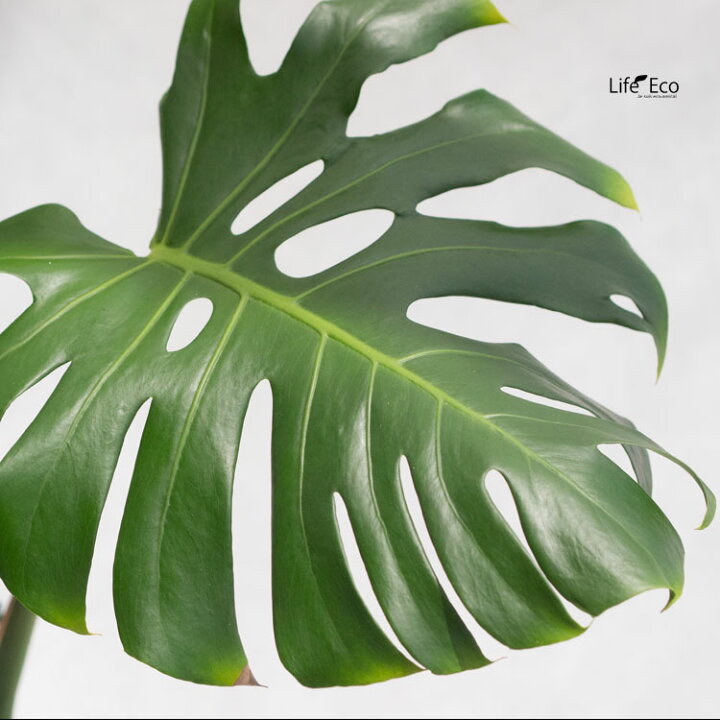 楽天市場】観葉植物 大型 モンステラ・デリシオーサ（根上がり仕立て 