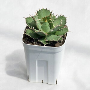 A AKxEtBO[i`^m^/tdw/dwj / 3.5EH18cm