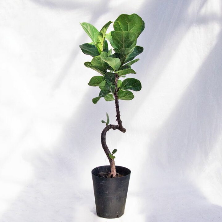 楽天市場】観葉植物 カシワバゴム・バンビーノ（フィカス・リナータ 