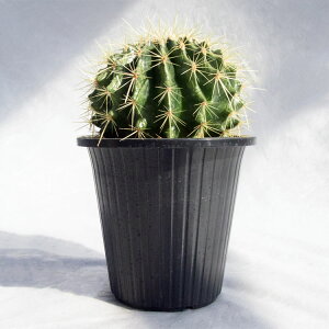 A T{eÉiLV`j / 4EH25cm