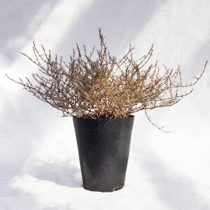 ؁EA RvX}EulAiC^[eNX^j / 5EW40cm×H35cm