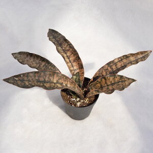 ϗtA TXxAELL[vNERpg[iJbp[g[j / 2.5E20cm×H10cm