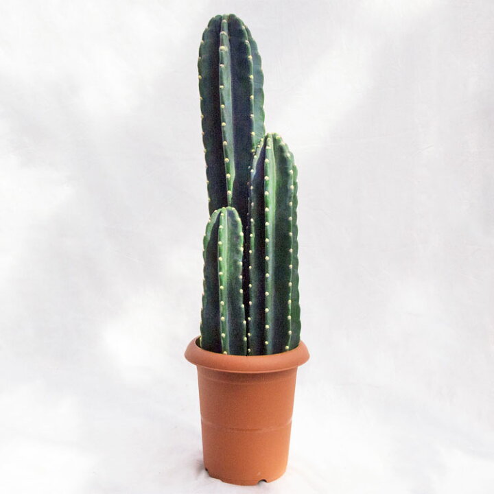楽天市場】多肉植物 柱サボテン（三本立） / 8寸・約H85cm : ライフ 