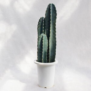 A T{eiO{j / 7EH65`80cm