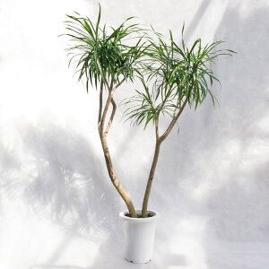 ϗtA hZiEtNTitNT / AOXeBtHAj / 7EW55cm×H115cm