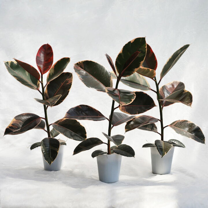楽天市場】観葉植物【数量限定】フィカス・ルビー / 4寸・約W35cm 