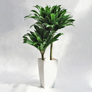 ϗtA hZiEfVXERpN^[ 2{ / 6EW45cm×H70cm