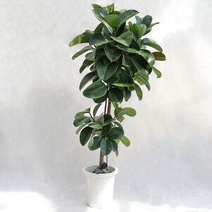 観葉植物 大型 フィカス・エラスティカ・ソフィア / 9寸・約W70cm×H160cm