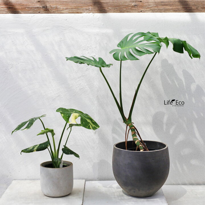 楽天市場】観葉植物 モンステラ・デリシオーサ・タイコンステ 