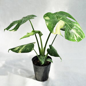 ϗtA XeEfVI[TE^CRXe[Vij / 5EW50cm×H45cm