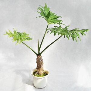 ϗtA tBfhEZ[ / 6EW70cm×H75cm