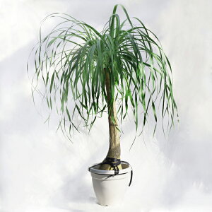 �ϗt�A�� ��^ �m���i�i�g�b�N�������A�|�j�[�e�[���j / 10���E��W90cm×H140cm