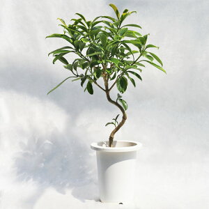 �ϗt�A�� �t�B�J�X�E�t�@�O���C�A�i������j / 7���E��W45cm×H80cm