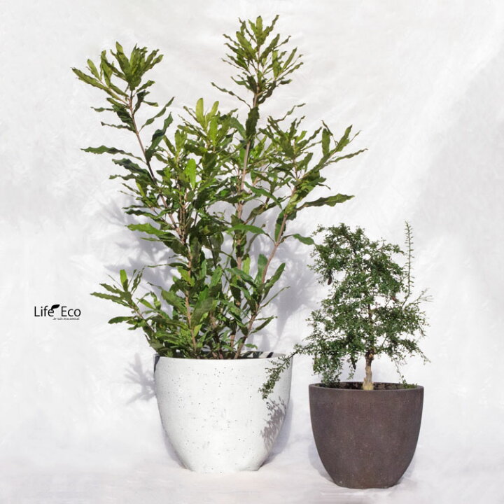 楽天市場】植木鉢 大型 ファイバーセメント製 ロッカー ラウンド