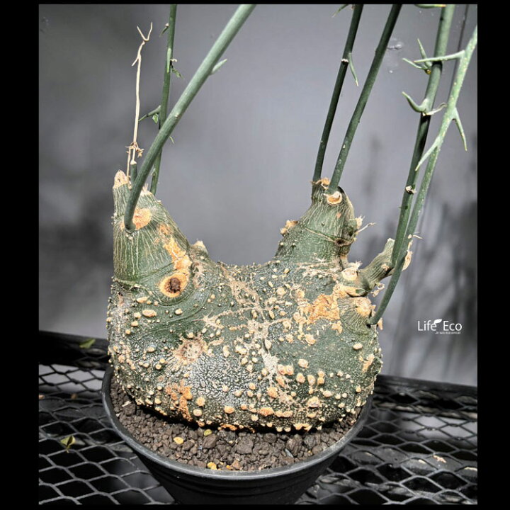 楽天市場】塊根植物【一点物】アデニア・グロボーサ / 幹幅約20cm×高さ