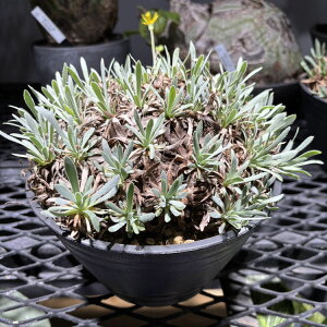 �򍪐A���y��_���z�I�g���i�E���g�����T / ������17cm×������17cm�y���������z