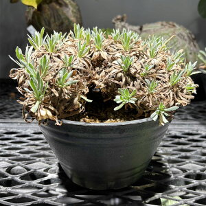 �򍪐A���y��_���z�I�g���i�E���g�����T / ������18cm×������18cm�y���������z