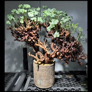 �򍪐A���y��_���z�y�����S�j�E���E�~���r�� / ������50cm×������58cm�y���������z