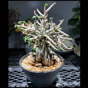 �򍪐A���y��_���z���q�t�A�f�j���E���i�h�[�Z�b�g�E�z�[���E�A�f�j�E���j / ������16cm×������35cm�y���������z