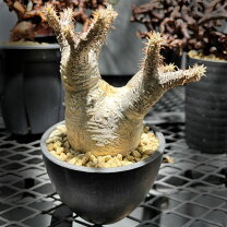楽天市場】パキポディウム グラキリス（観葉植物｜花・観葉植物）：花 