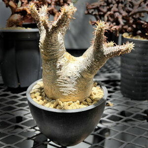 観葉植物 グラキリス パキポディウム」の人気商品一覧 | 安い商品を 