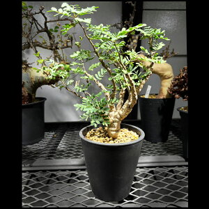 �򍪐A���y��_���z�Z���i�E�����f�B�I�i���X / ��W20cm×H35cm�y���������z