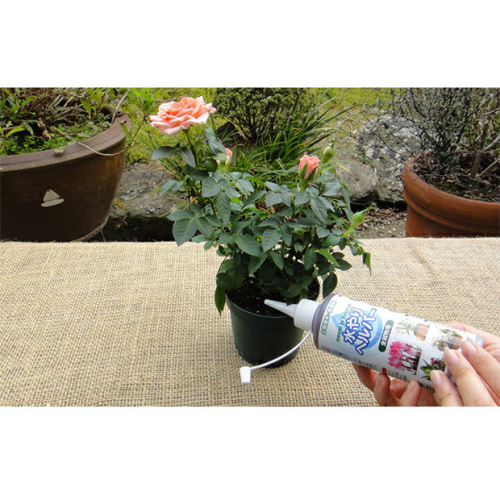 楽天市場 旅行 出張 不在 植物管理 水やり自動 らく 水やり当番 水やり回数半減 水やりヘルパー 0ml お手軽タイプ 3個入り 植物用土壌保水剤 保湿材 ライフエコショップ 楽天市場店