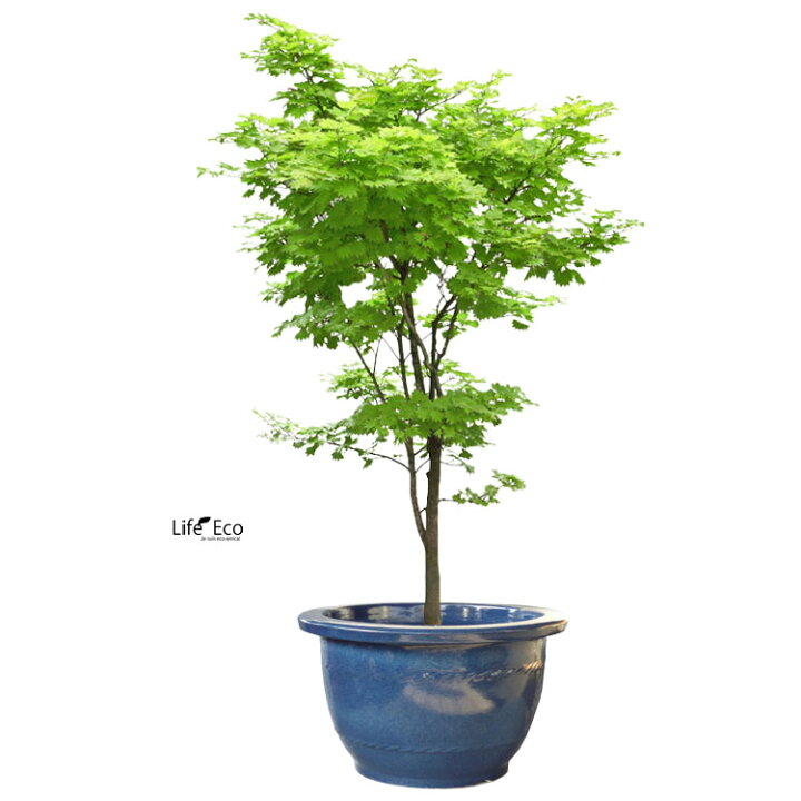 楽天市場】植木鉢 信楽焼 大型 生子（ナマコ）輪型 φ61cm×H37cm（20号