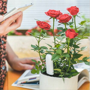 X}zAyeX^[ iPhone/AndroidΉ AppŐȀԂ`FbN Flower Care y둪 Zp P[Xt LP-HHCC20G 