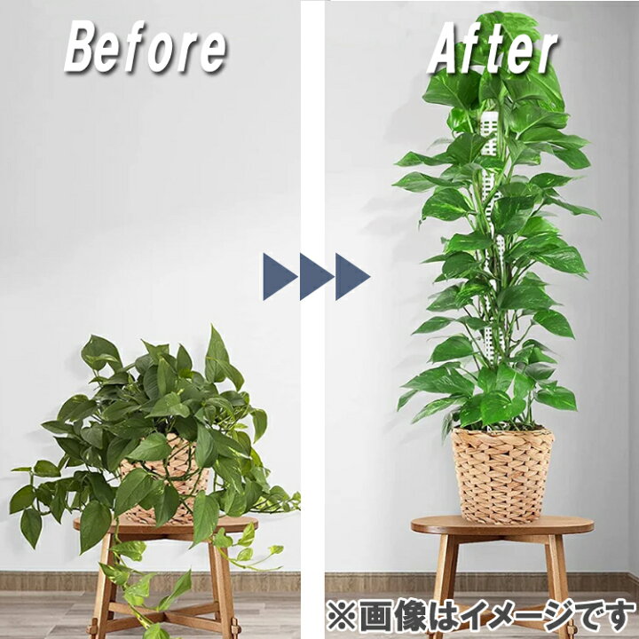 楽天市場】【2本セット】モスポール 支柱 連結可能 観葉植物 つる植物 