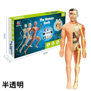 �y�V���i�|�C���gup�z�l�̖͌^�������� ���O�� �����Z�b�g ���� �l�̉�U�w���f�� ���O���\ ���̉�U�w���f�� ��w���w�K�c�[�� ����Ȋw�L�b�g �l�̂̂����� ���� �ی��̈� ���� �m