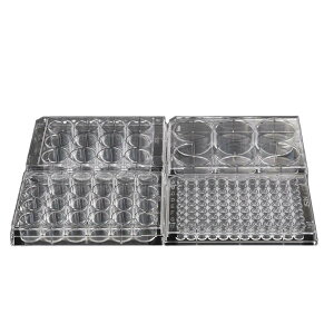 TvebN NESTזE|{v[g o 24well Plate-NB i10j 30571 1gi10j