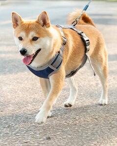  R ʔ Ђ ԕR |[^uЂ 2way ybg Cl  lR L ˂ ^ ^ U o ʉ@   ʋC EȒP IV  yb