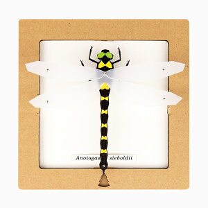 sN[|v[gt {ONtg SQAR XNGA y[p[Ntg HLbg   Ƃ CeA ċx bog craft H R