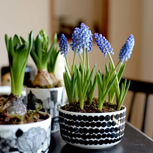 }bR VCgv[^n {E 500ml 190 ubN   Ԋ marimekko SIIRTOLAPUUTARHA 063300 k tBh t[h{E 