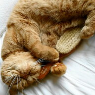 レデッカー 猫が喜ぶ 猫ブラシ ＆手入れ用毛取りセット 柔らか 豚毛ブラシ キャットブラシ 短毛 猫用ブラ…