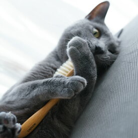 《猫スポンジプレゼント》【名入れ】選べる6猫種 Hug!brush ねこくら 猫用ブラシ ハグブラシ レデッカー ブラシクリーナー選択 グルーミング キャットブラシ 豚毛 天然木 ドイツ製