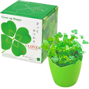 聖新陶芸 通年 家庭菜園 簡単 栽培キット ゆったり育てる 四つ葉のクローバー 花 栽培セット ( 自由研究 ) 鉢の径約12cm きっとみつかる四つ葉のクローバー 母の日 プレゼント 誕生日 GD-592