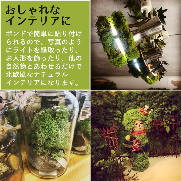 楽天市場】モス フィンランドモス 200g プリザーブド プリザーブド 