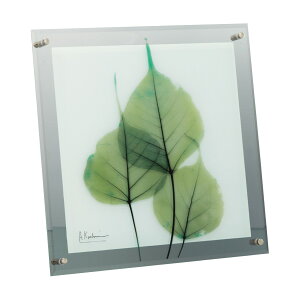 x-ray A[gt[ LoXA[g  A[gpl _  Ǌ|  CeA A[g G t[t t[t EH[A[g X-RAY Glass Art KXA[g MTCY