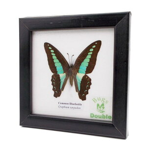 z W{  REu[{g (AIXWAQn) Common Bluebottle