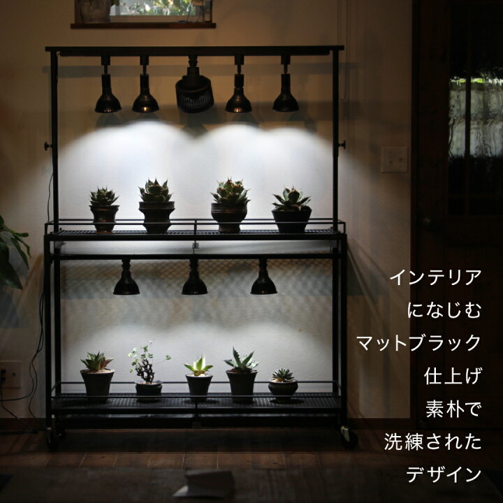 楽天市場】水受けトレー付植物棚 ガベラック 植物棚 アガベ 塊根植物  