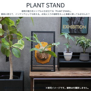 PLANT STAND�@�r�J�N�V�_�@�r�J�N�V�_�X�^���h�@�r�J�N�V�@�t�@�X�^���h�@���@�G�A�[�v�����c�@�v�����c�X�^���h�@�ԁ@����������@�ϗt�A���@�R���p�N�g�@lim iron craft�@�X�[�p�[�Z�[��