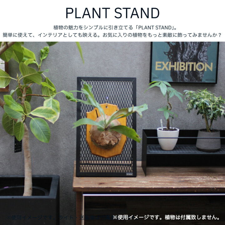 楽天市場】PLANT STAND ビカクシダ ビカクシダスタンド ビカクシ 板付 