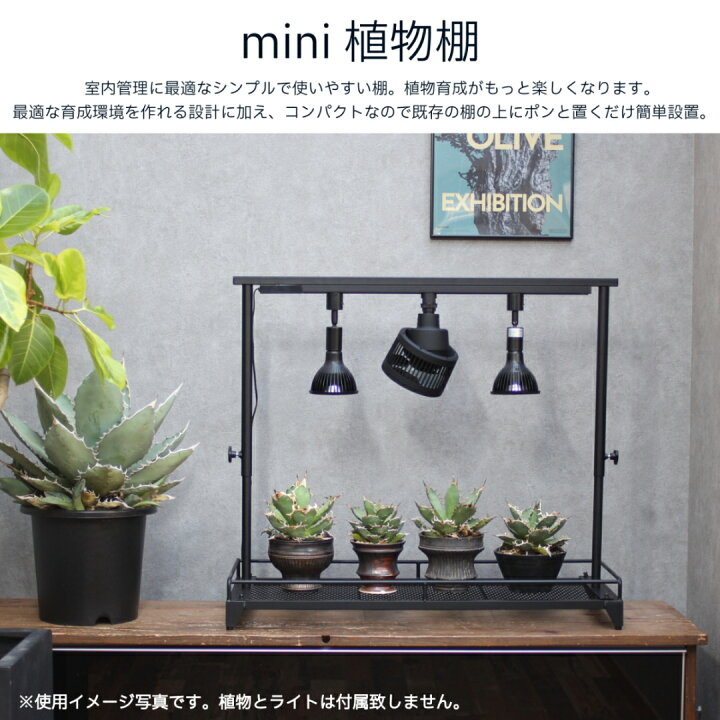 楽天市場】mini植物棚 植物棚 アガベ 塊根植物 観葉植物 アイアン  