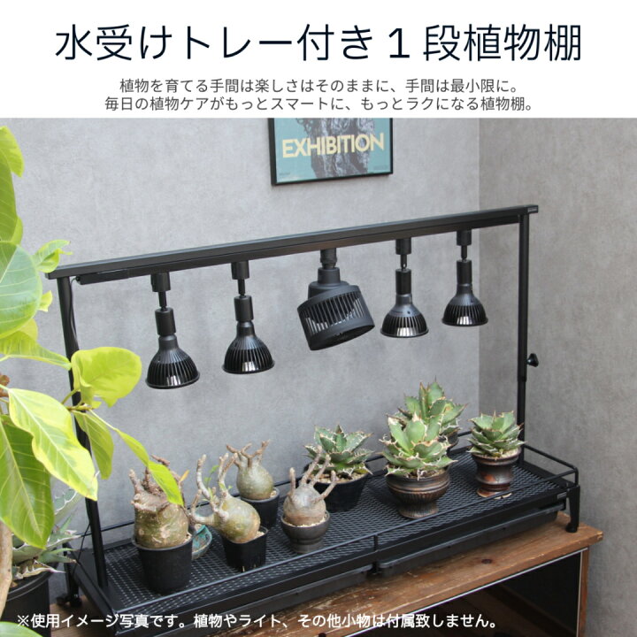楽天市場】【水受けトレー付1段植物棚】 植物棚 アガベ 塊根植物 観葉 