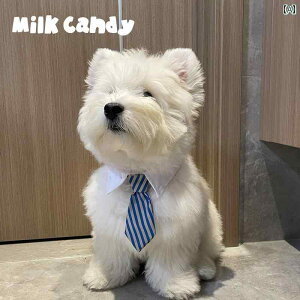 p lN^C ybgp XJ[t 悾ꂩ  EGXg nCh ANZT[ Lp  킢 JWA 