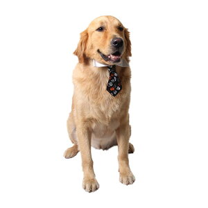 p Lp  nEB ybgpi XJ hbO ANZT[ Ȑ ubN(x5)