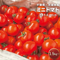 ミニトマト 1.5kg～ 選べる容量 千葉県産 茨城県産 箱入り 芋屋久兵衛 野菜 とまと トマト 採れたて 産直…