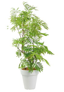 エバーフレッシュ 観葉植物の人気商品 通販 価格比較 価格 Com